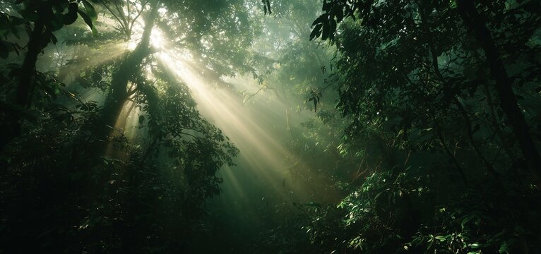 Tyndall Ray Sanctuary: Sunbeam Columns Piercing Misty Canopy over Lush Ferns in Old-Growth Forest for Ecological Documentary