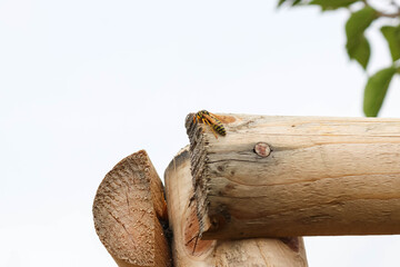 Wasp perched on rough wooden