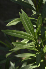 Nerium exotic lush leaves against black background, page border, copy space, dark background, botany, 