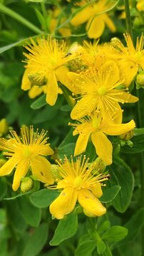 Hypericum flowers with delicate yellow petals.