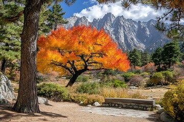 A beautiful autumn landscape scene with vibrant colored trees