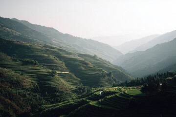 Naklejka premium Lush terraced rice paddies ascend misty mountain slopes