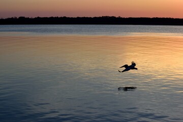 Silhoutte showing lone pelican at sunset flying.