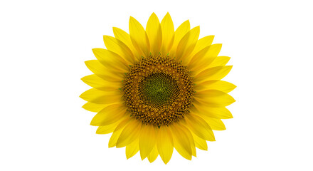 Fototapeta premium Bright Yellow Sunflower Head with Petals, Isolated transparent background