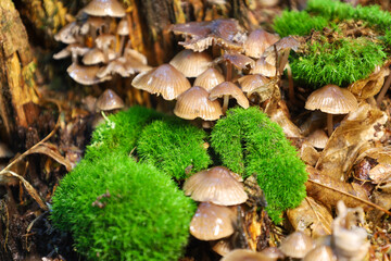 A large group of small mushrooms with brown caps growing together on an old, rotting stump. The stump is covered with bright green moss and dry fallen leaves, creating the atmosphere of an autumn fore