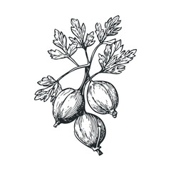 Detailed illustration of ripe gooseberries on a branch