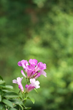Photo of garlic vine (Mansoa alliacea) flowers with blurred background.