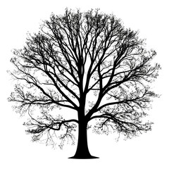 Majestic oak tree silhouette transparent background nature art