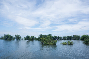 Beautiful nature with a tree in the river