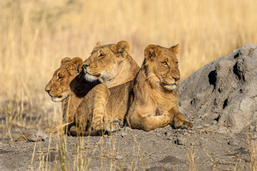 Lion family (Panthera leo) resting on dry savann , Savage kingdom, Savuti, Chobe National Park, Botswana, Africa