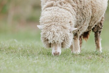 A fluffy sheep with thick wool bends its head low, munching on grass in a bright green pasture on a...
