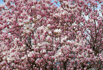 blooming pink magnolia blossoms