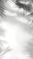 Palm Leaves and Shadow on White Background