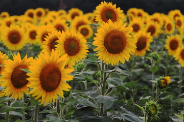 sunflowers in the field of sunflowers