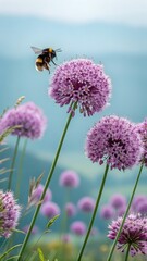A fuzzy bumblebee flies towards a beautiful purple allium flower in a sunny field, surrounded by many more blooming purple flowers.