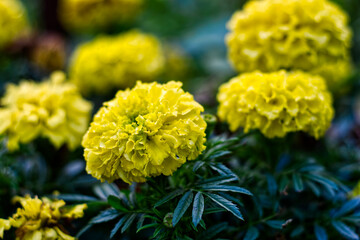 yellow flowers in the garden