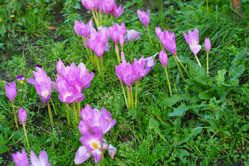 spring crocus flowers