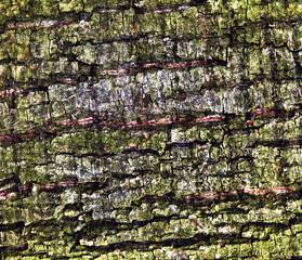 tree bark texture