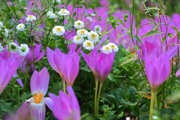 purple crocuses in the garden