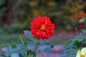 red flowers in the garden