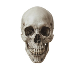 Obraz premium Realistic human skull front view isolated on transparent background