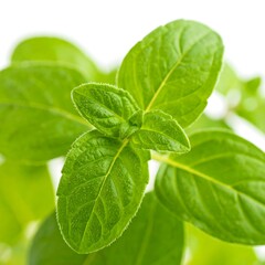 Close-up shot of vibrant fresh mint leaves showcasing their natural beauty