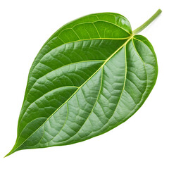 Green leaf isolated on a transparent background
