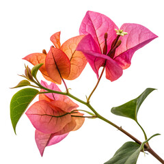 Red and yellow isolated on a transparent background
