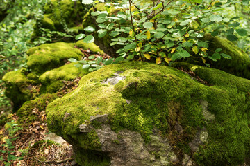 Fototapeta premium Moss on stones in the forest
