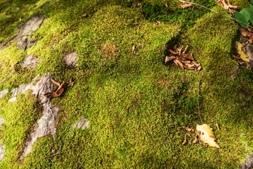 Moss on stones in the forest