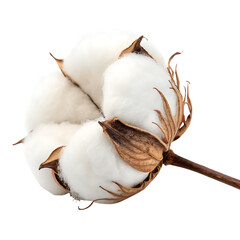 Cotton buds isolated on a transparent background
