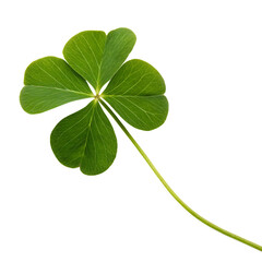 Four leaf clover isolated on a transparent background
