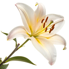 White tiger lily isolated on a transparent background
