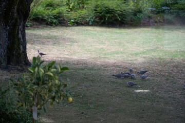 Doves are seen pecking at the ground in a lush garden, surrounded by greenery and enjoying a warm day, showcasing nature, calm and simplicity.