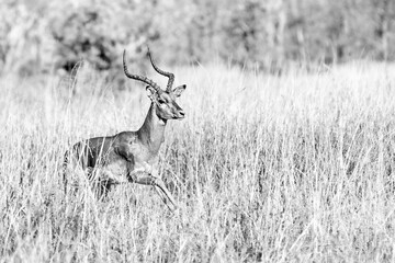 Impala (Aepyceros melampus) running in Savuti area, black and white animal fine art, Okavango delta, Chobe national park, Botswana, Africa