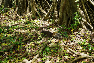 Formosan Squirrel and Banyan Tree at Anping Tree House in Tainan, Taiwan - 台湾 台南 安平樹屋 台湾リス

