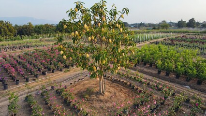 Fruit tree surrounded by vibrant flowers in a nursery during early morning light