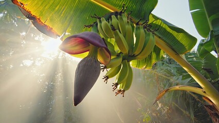 Banana plant with flower and ripe fruit illuminated by sunlight in a tropical setting