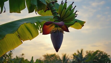 Banana blossom hanging from tree in tropical setting during sunset in a rural area