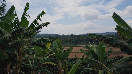 Lush banana trees frame a peaceful landscape under a cloudy sky in rural Indonesia during midday