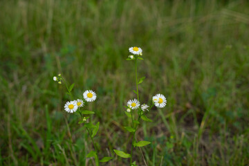 stokrotka , skradła moje serce na łące © rob
