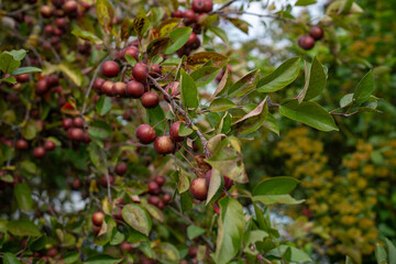 dzikie czerwone jabłuszko 