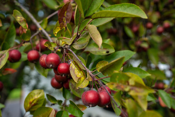 dzikie czerwone jabłuszko 