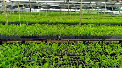Industrial forest nursery with acacia and eucalyptus seedlings, lush green backdrop showcasing organized and healthy growth. © Rudianto