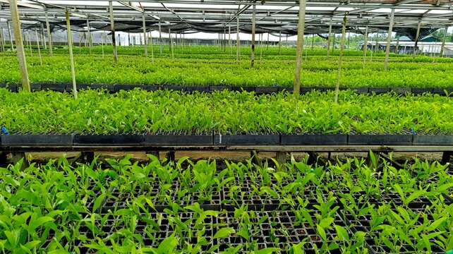 Industrial forest nursery with acacia and eucalyptus seedlings, lush green backdrop showcasing organized and healthy growth.
