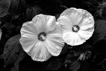 Hisbiscus flowers in black and white.