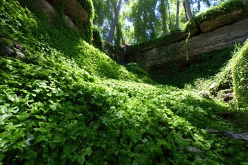 Lush green vegetation cascading down a rocky ravine. Sunlight filters through trees overhead