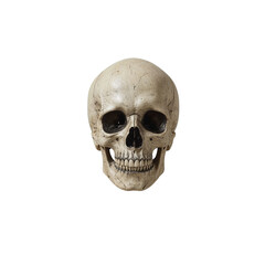 Obraz premium Realistic human skull isolated on transparent background with dark eye sockets and detailed bone texture