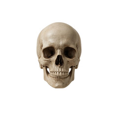 Fototapeta premium Realistic human skull frontal view isolated on transparent background