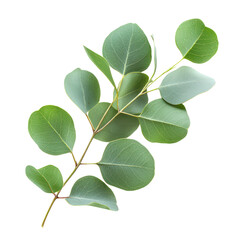 Naklejka premium The strong, aromatic scent of eucalyptus is perfect for relaxation and stress relief. full length isolate on transparent background